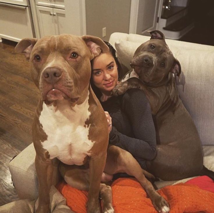 two brown and white dogs sitting on top of a couch next to a woman in black shirt