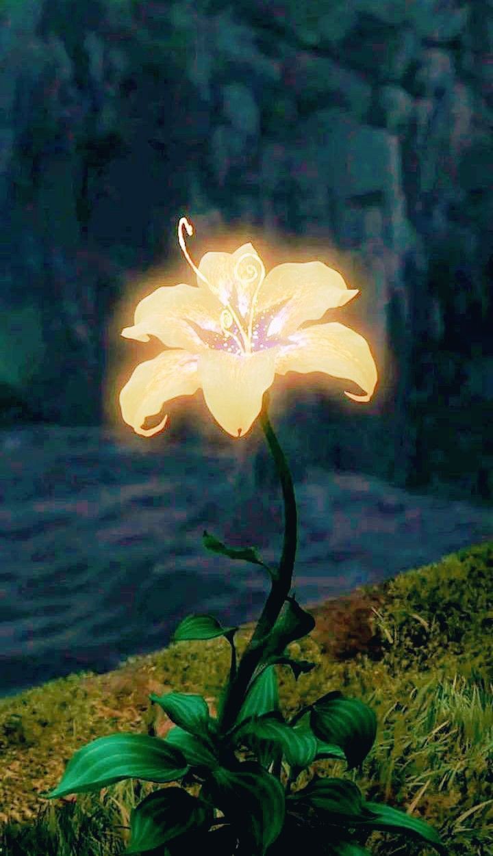 a yellow flower that is sitting in the grass near some water and rocks, with its light shining on it's petals