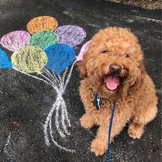 a brown dog sitting on top of a sidewalk next to chalk drawings with balloons drawn on it