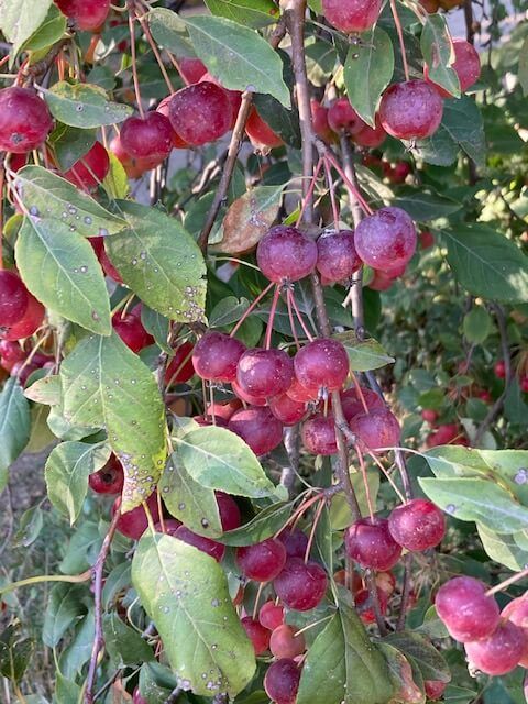 some red berries hanging from a tree with green leaves