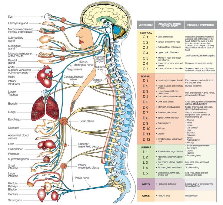 The central nervous system, which is protected by the spinal column and the cranium, controls the function of all the cells, tissues and organs of the human body. Human Nervous System, Human Body Organs, Spine Health, Cupping Therapy, Human Body Systems, Human Anatomy And Physiology, Medical Anatomy, Chiropractic Care, Spinal Cord