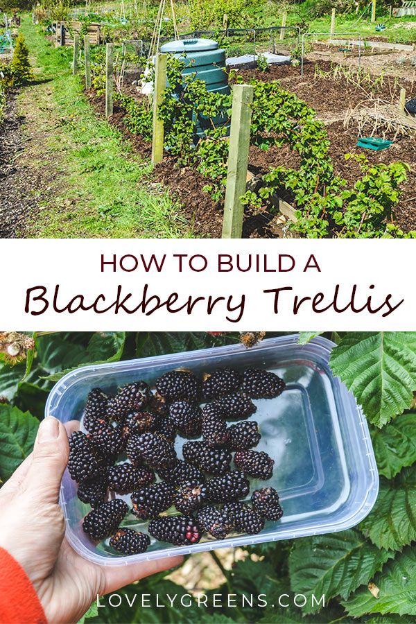 how to build a blackberry trellis in the garden with text overlay reading how to build a blackberry trellis