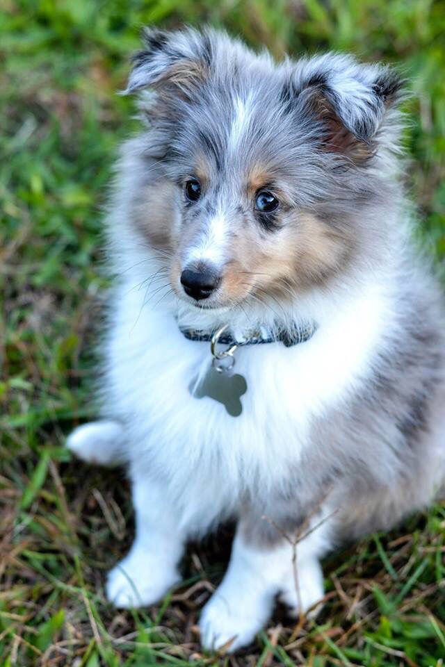 a small dog sitting in the grass with its head turned to the side, looking at the camera