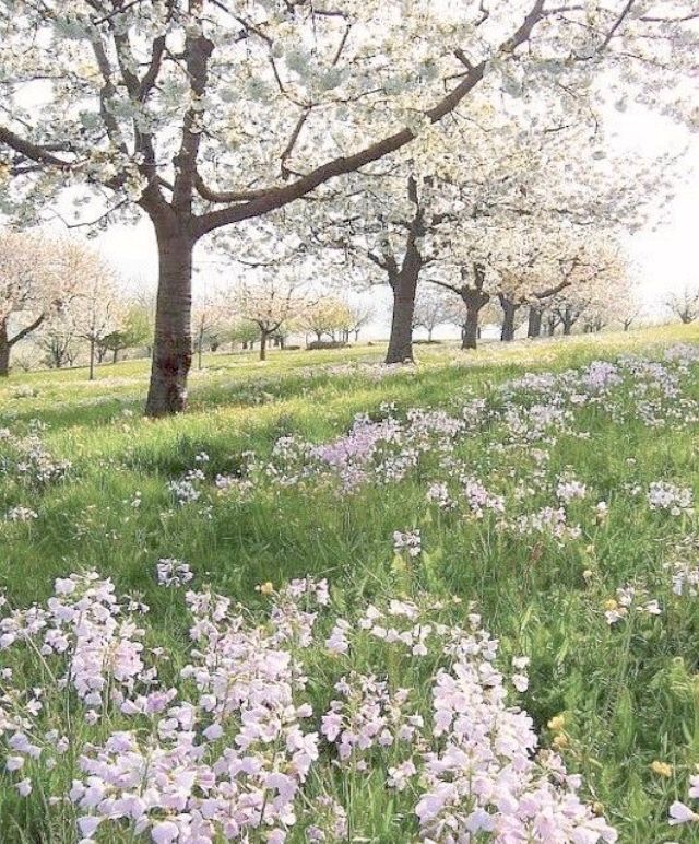 an open field filled with lots of purple flowers