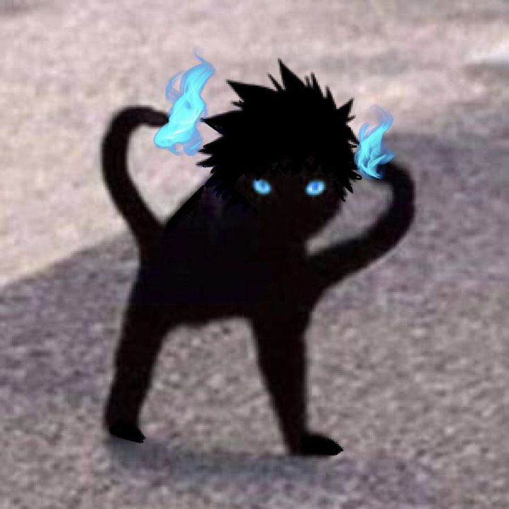 a black cat with blue eyes standing on its hind legs