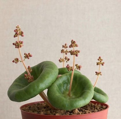 a potted plant with green leaves and flowers in it is featured on the page