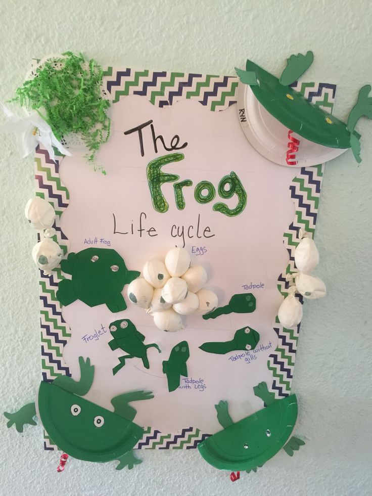 the frog life cycle is displayed in front of a white wall with green and black decorations