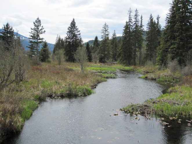 a river running through a forest filled with lots of tall grass and trees on both sides