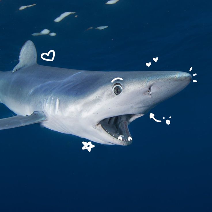 a shark with its mouth open in the blue water and hearts drawn on it's face