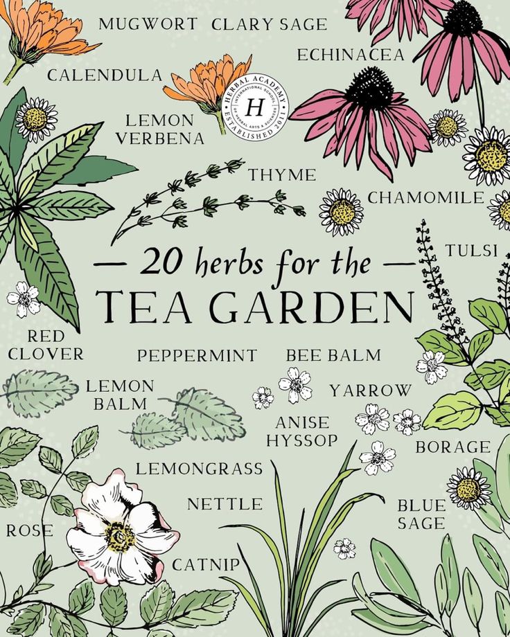 20 herbs for the tea garden