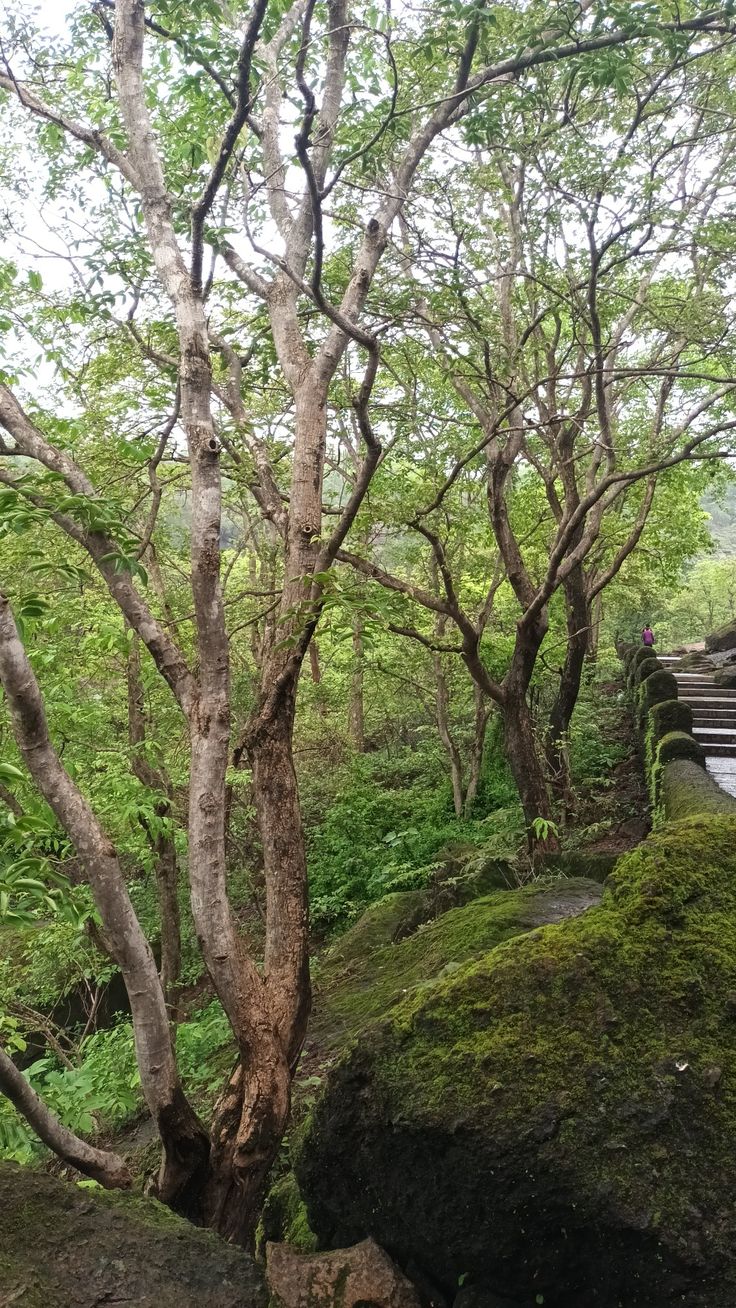 the path is surrounded by mossy rocks, trees and steps leading up to it