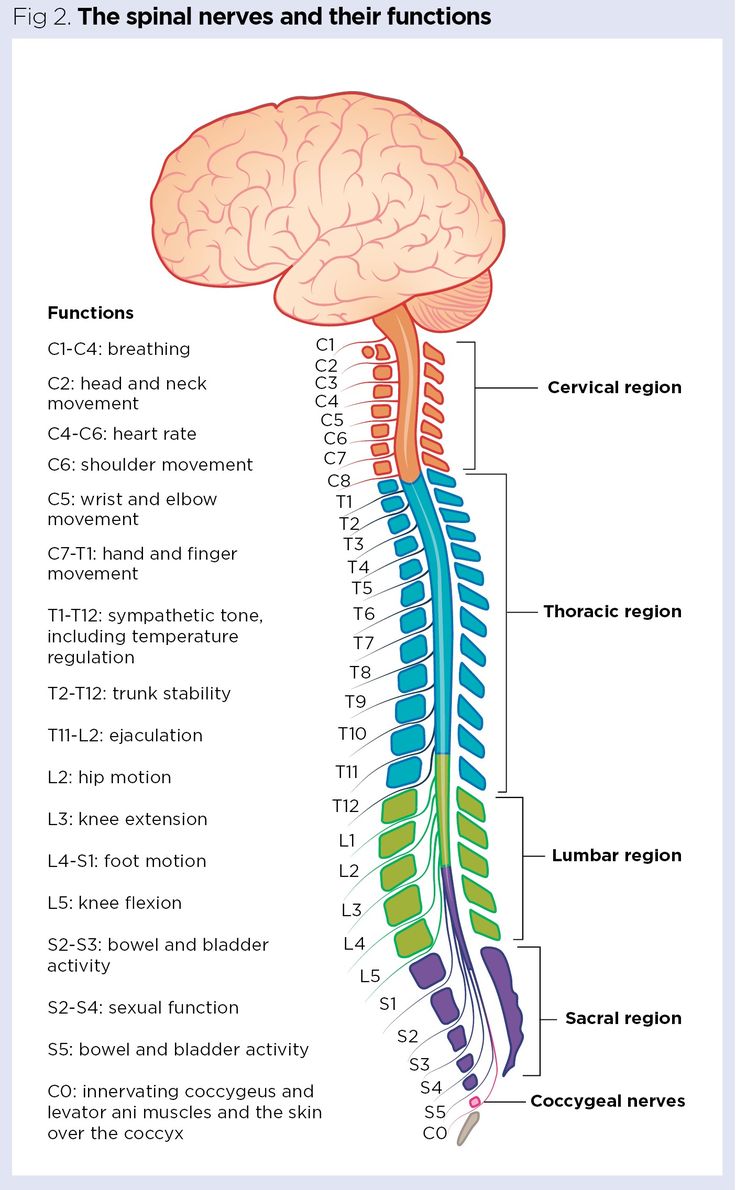 the nervous system and its functions, including the cerebratorys to the brain