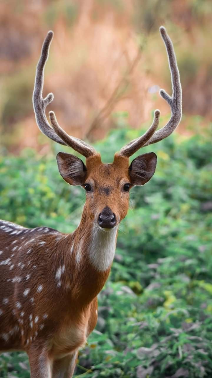 a close up of a deer with antlers on it's head and green bushes in the background