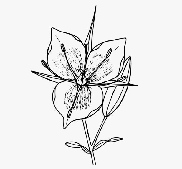 a black and white drawing of a flower