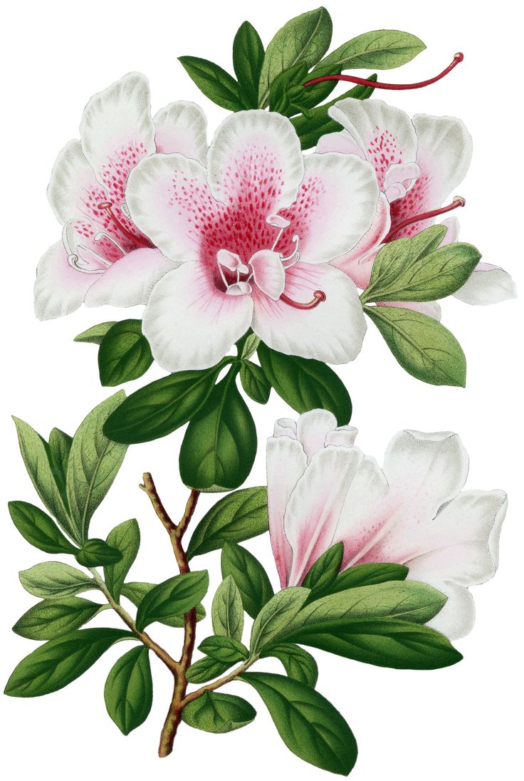 two white and pink flowers with green leaves