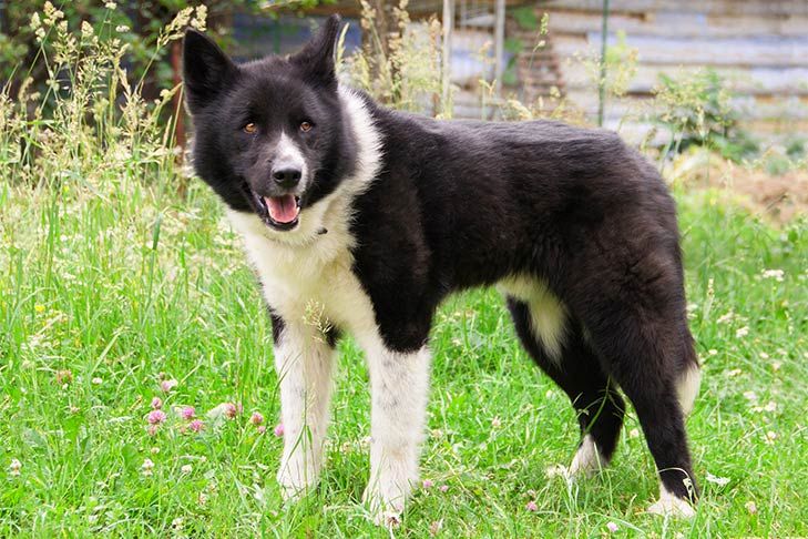 a black and white dog standing in the grass