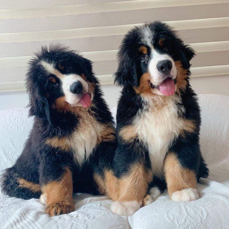 two black and brown dogs sitting next to each other