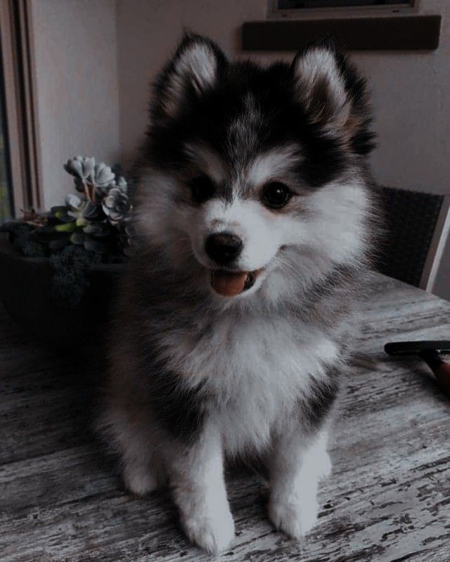 a small dog sitting on top of a wooden table