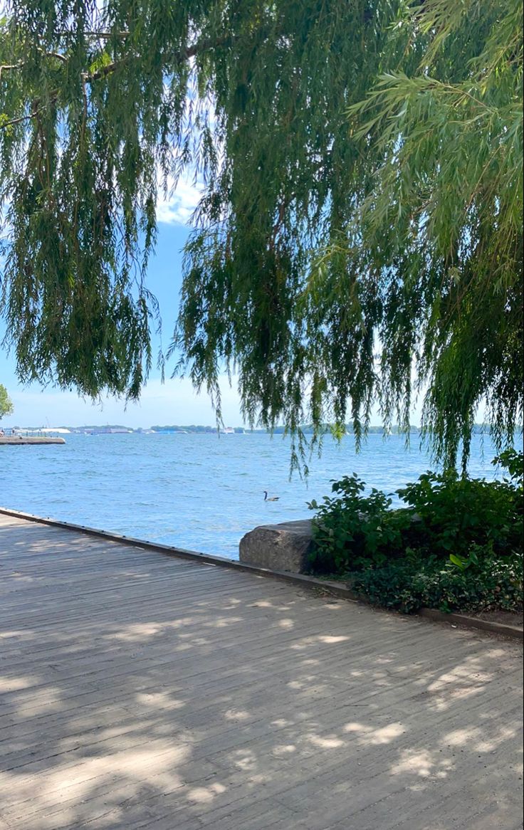 a bench sitting on the side of a road next to a body of water under a tree