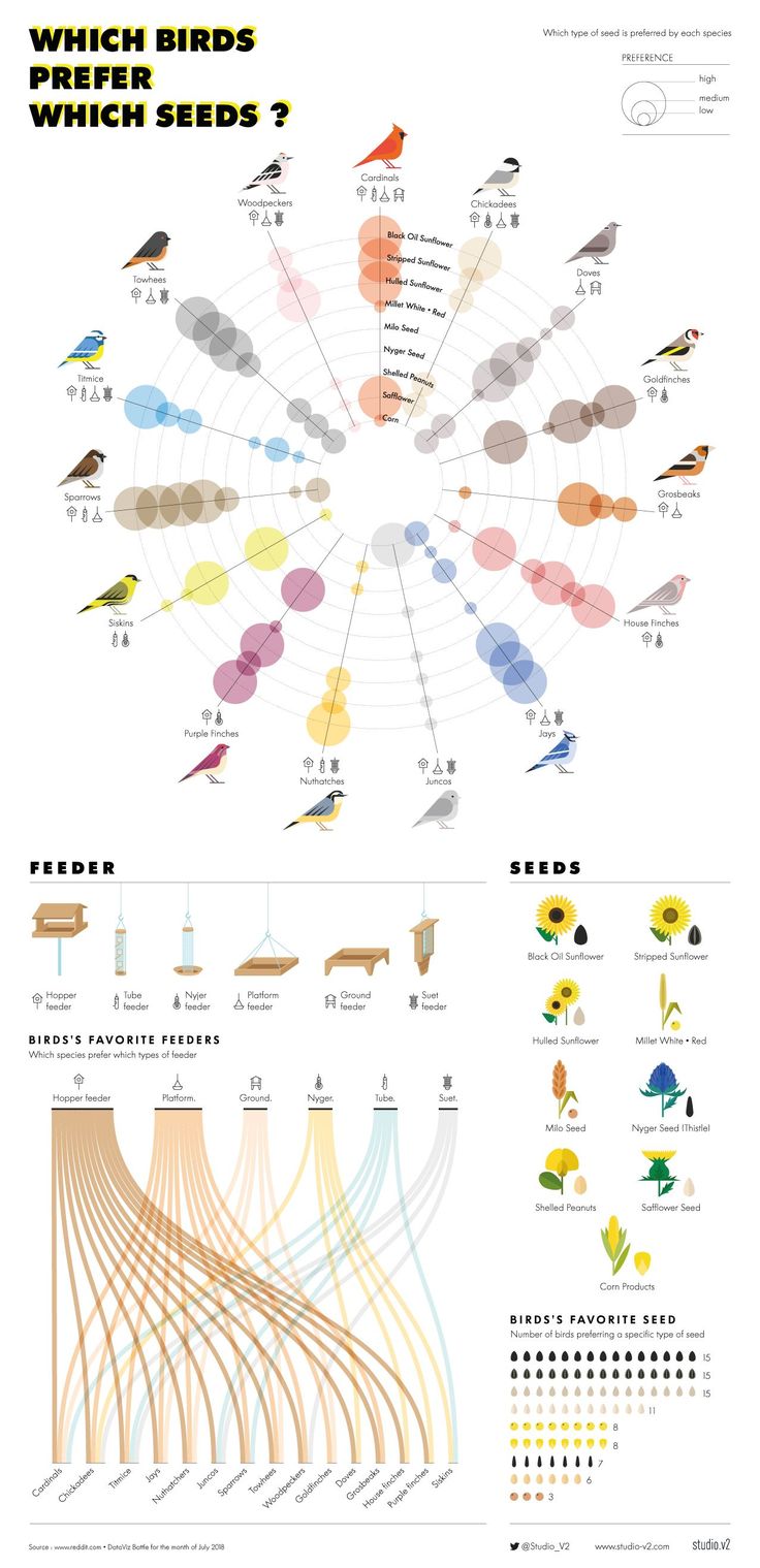 an info sheet showing different types of birds