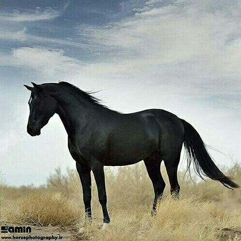 a black horse standing in the middle of a dry grass field under a cloudy sky