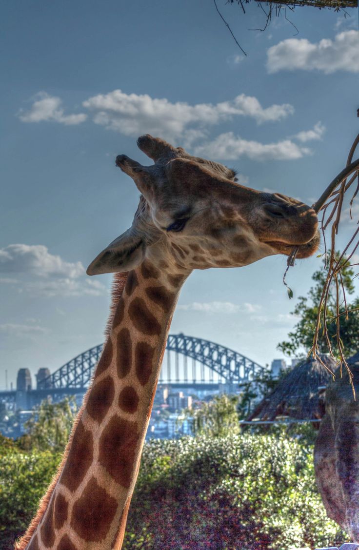 a giraffe eating leaves from a tree in front of the sydney harbour bridge