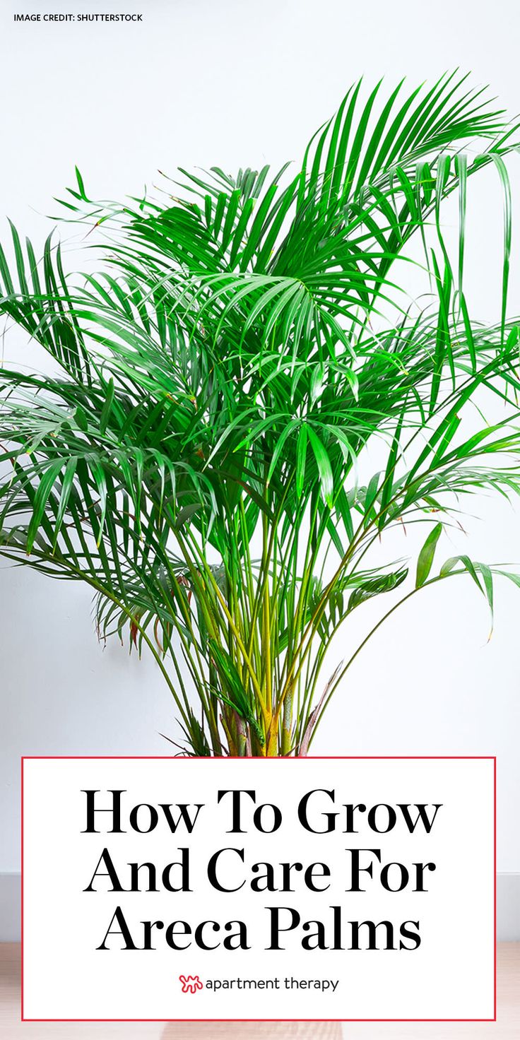 a potted plant with the words how to grow and care for area palms on it