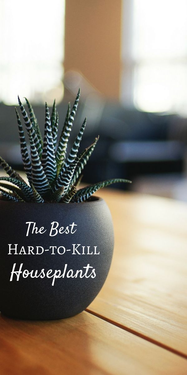 the best hard - to - kill houseplants are succulents on this table