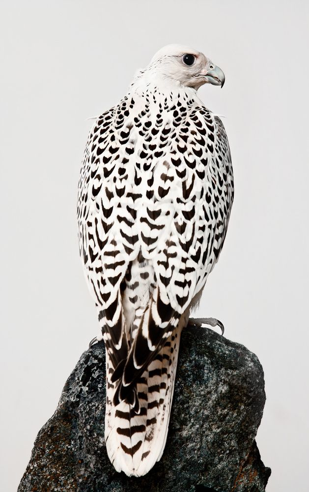 a white and black bird sitting on top of a rock