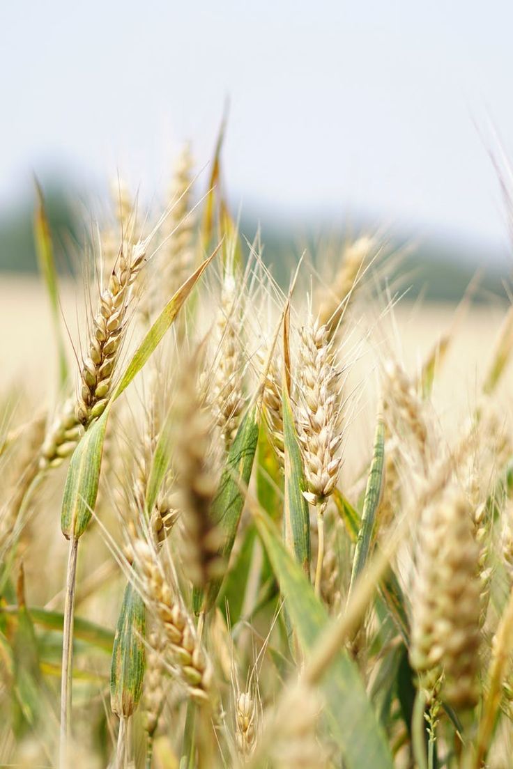 a field full of ripe wheat ready to be harvested