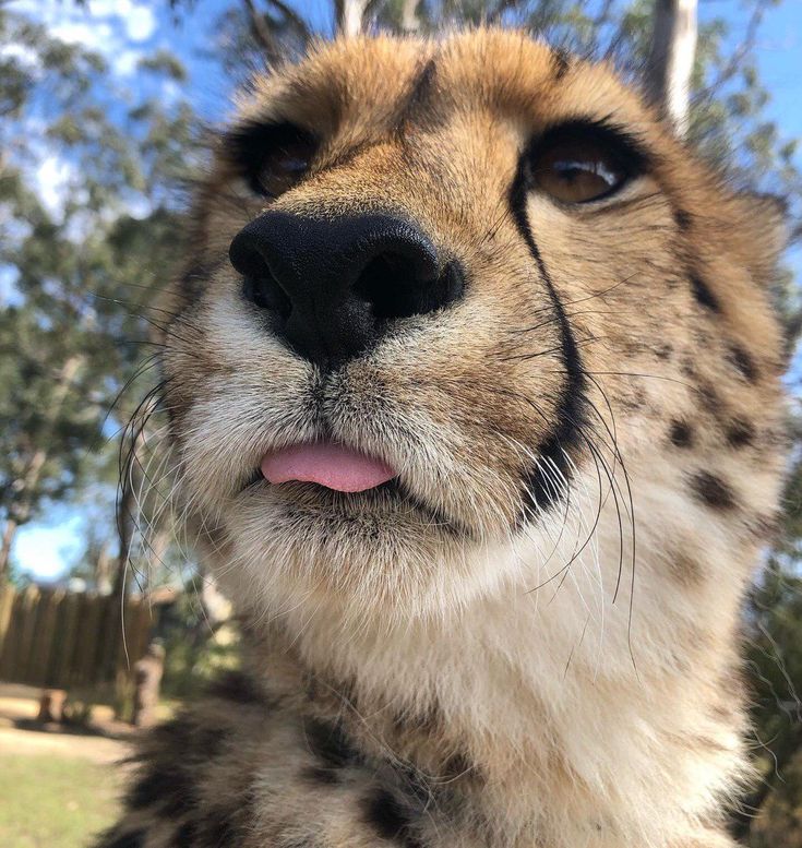 a close up of a cheetah's face with trees in the background