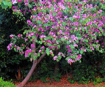 a tree with purple flowers in front of some bushes