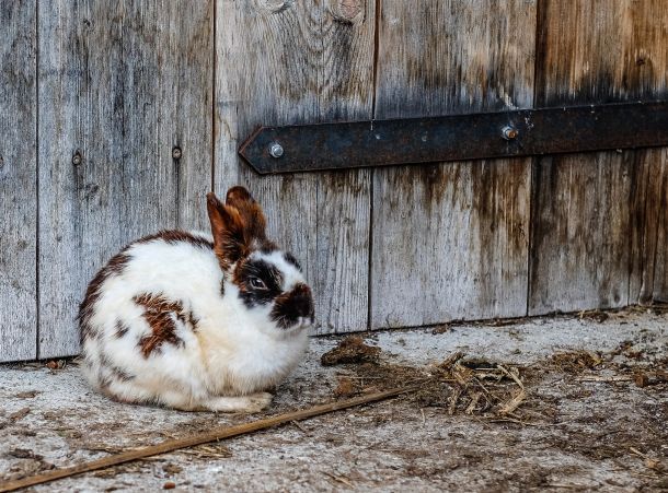 a white and brown rabbit sitting in front of a wooden door on the side of a building