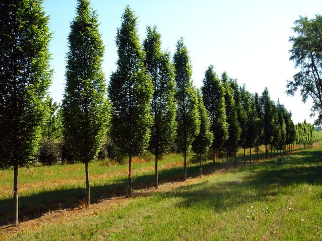 a row of trees in the middle of a field