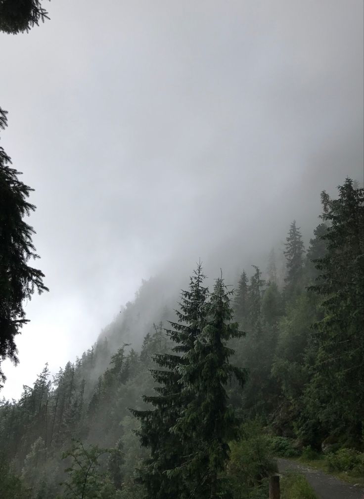 the road is surrounded by trees and fog