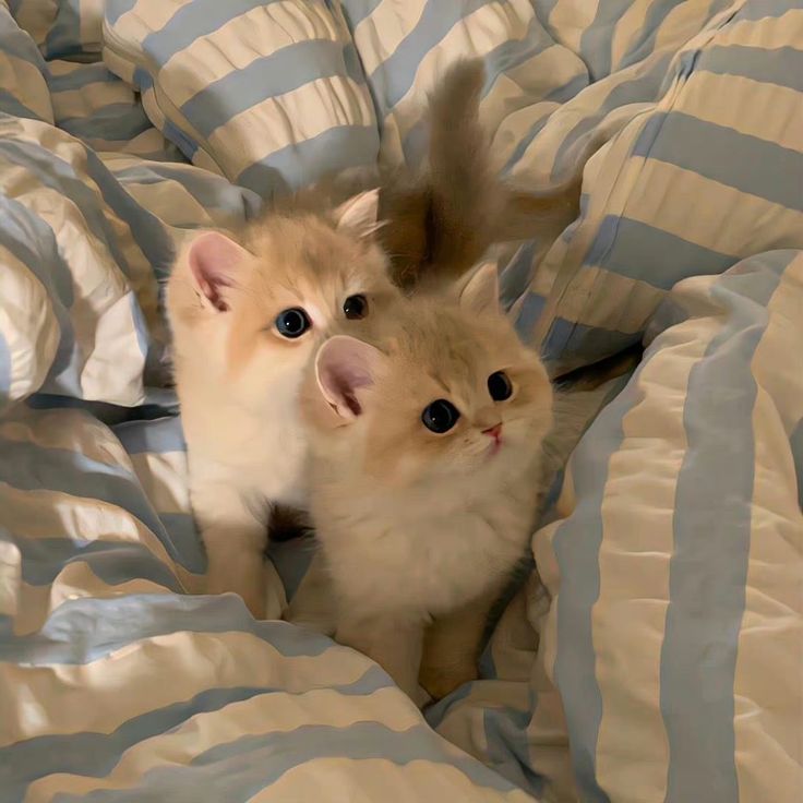 two small kittens are laying on a bed with blue and white striped sheets, looking up at the camera