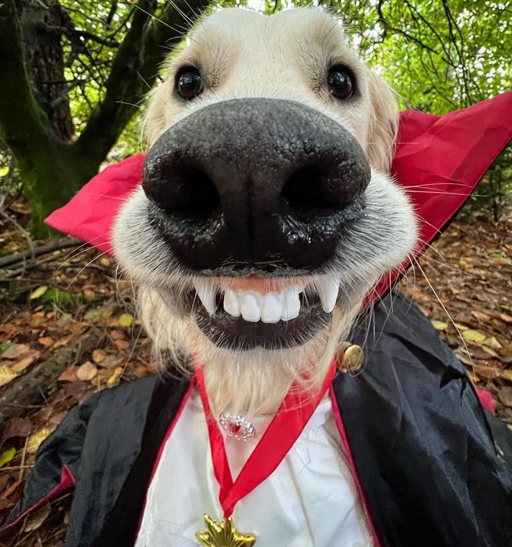 a dog wearing a costume and smiling for the camera