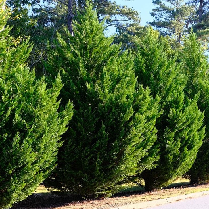 Leyland Cypress Tree Zones For Planting, Double Wide Exterior Makeover, Double Wide Exterior, Best Trees For Privacy, Leyland Cypress Trees, Trees For Privacy, Garbage Shed, Christmas Tree Farms, Building A Trellis