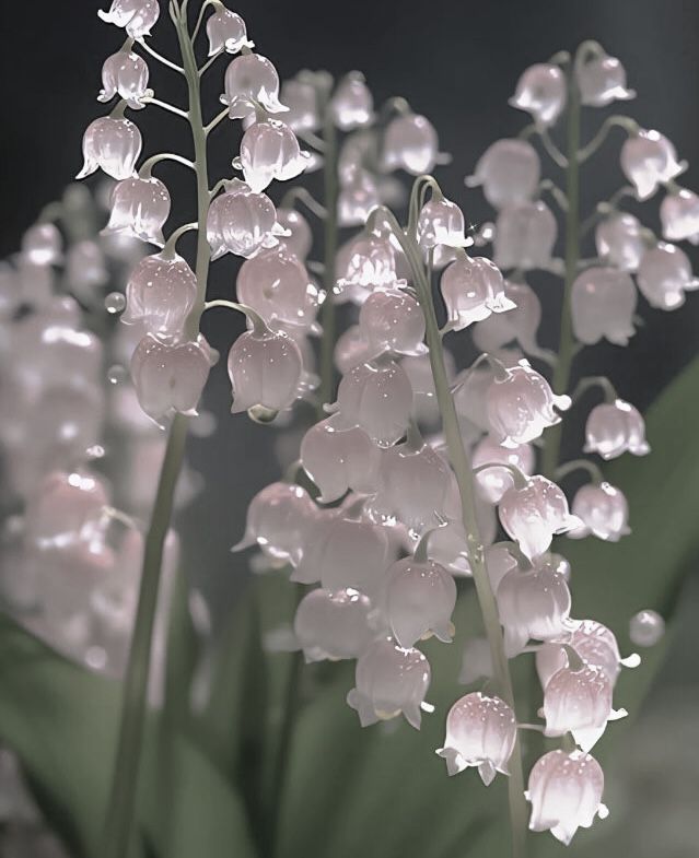 some white flowers with water droplets on them