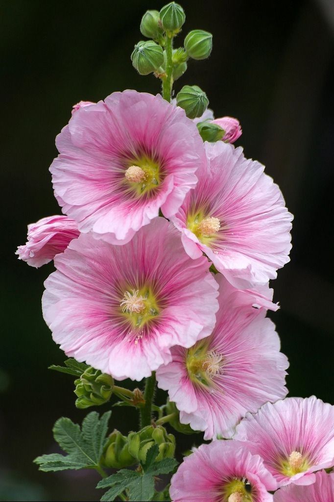 three pink flowers with green leaves in the foreground, and dark background behind them