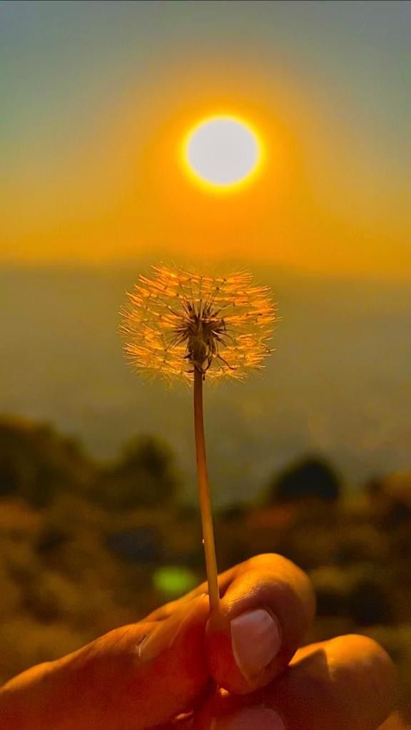 a hand holding a dandelion with the sun setting in the sky behind it