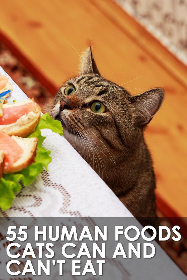 a cat looking up at a sandwich on a table with the caption, 55 human foods cats can and can't eat