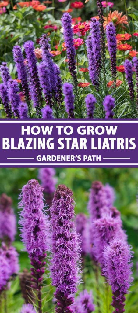 purple flowers with text overlay how to grow blazing star lilas gardener's path