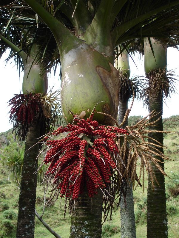 the fruit is growing on the palm trees in the field and ready to be picked