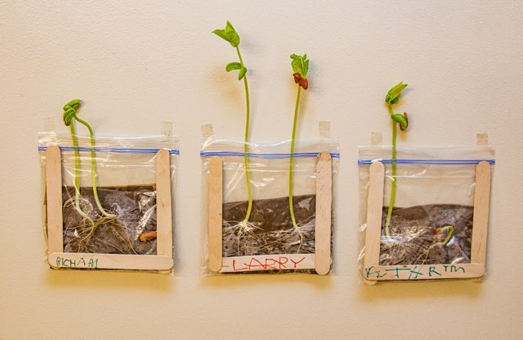 three bags with plants in them hanging on the wall next to each other, and one bag is filled with dirt