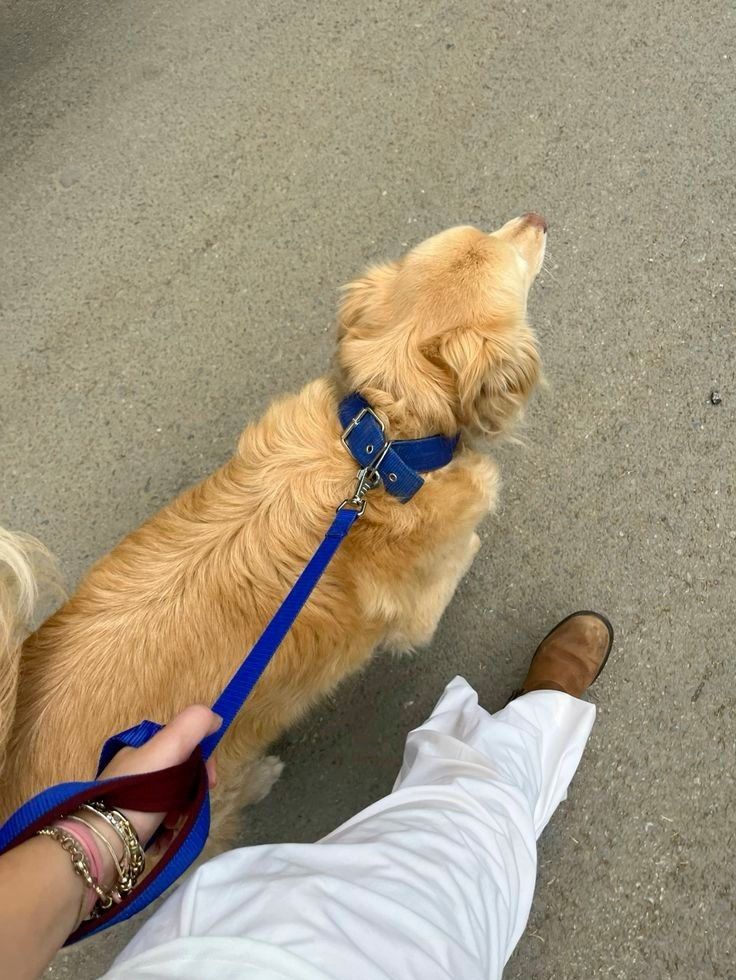 a small dog sitting on top of a person's lap next to a persons leg