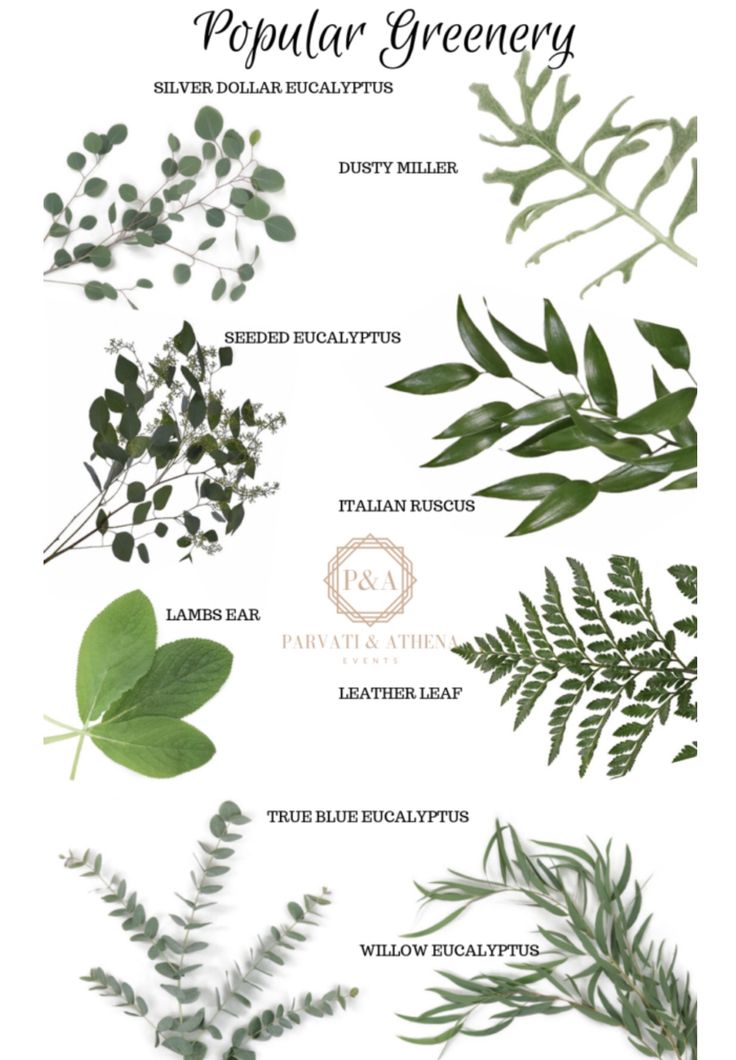 different types of green leaves on a white background with the words popular greenery written below