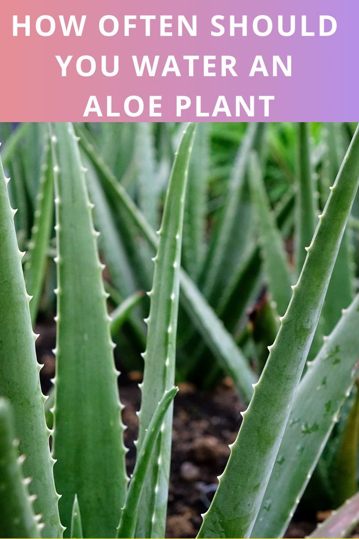 aloe plant with text overlay how often should you water an aloe plant?