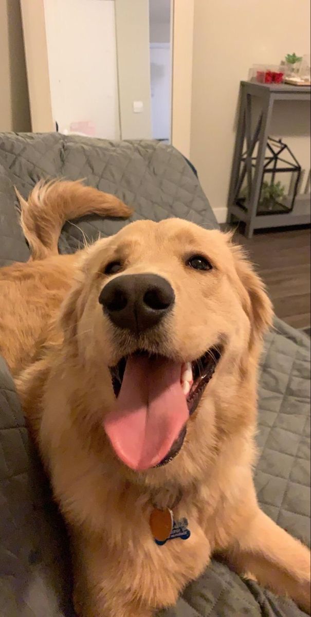 a golden retriever laying on top of a bed with his mouth open and tongue out