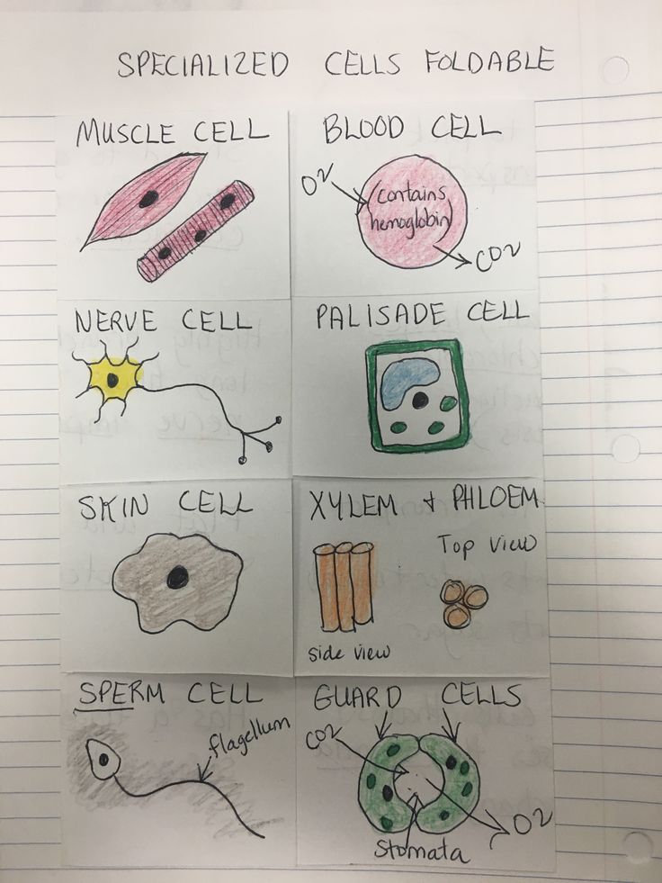 two sheets of paper with different types of cell phones on them and the words specialized cells found in each cell phone